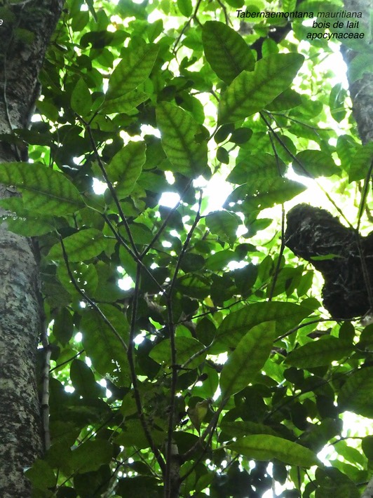 Tabernaemontana mauritiana. Bois de lait