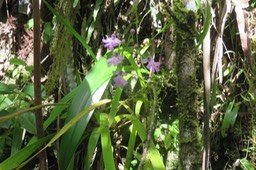 Cynorkis sp.