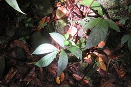 Elatostema fagifolium -      - Urticaceae - indigène - Mascareignes 