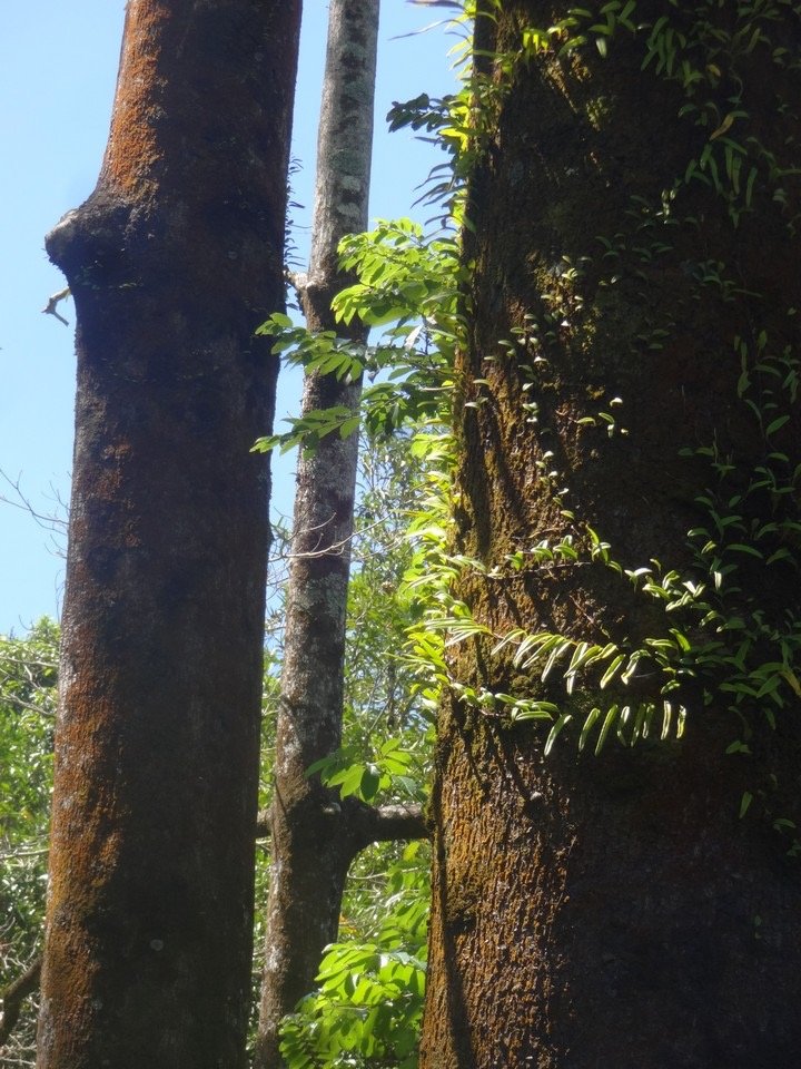 10 4 Terminalia Troncs DSC03236