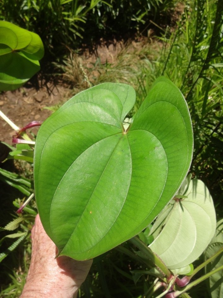 11 2 Dioscorea Igname DSC03241