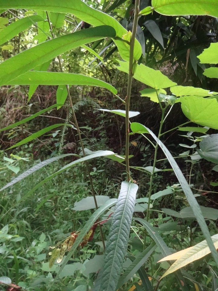 35 1 Desmodium a gousse articul ée et pétiole ailé DSC03283