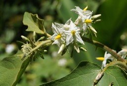 Anguive ou Bringellier marron-Solanum torvum- Solanacée - exo