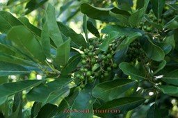 Avocat marron - Litsea glutinosa - Lauracée - exo