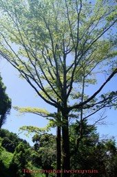 Badamier du Sénégal- Terminalia ivorensis - Combrétacée - exo