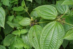 Bonbon bleu ou tabac boeuf - Clidemia hirta - Mélastomatacée - Exo