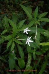Etoile deBethléem - Hippobroma longiflora - exo