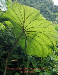 Feuille de Merremia peltata- Détails des nervures