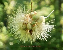 Fleurs du Jamrose- Myrtacée- exo