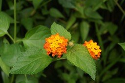 Galabert ou Corbeille d'or- Lantana camara - Verbénacée - exo