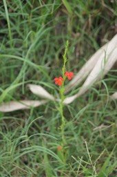 herbe-de-feu-ou-goutte-de_med_hr