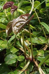 Igname ou Cambare- Dioscorea alata - Dioscoréacée ; Exo