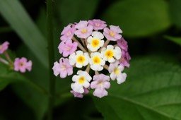 Lantana camara