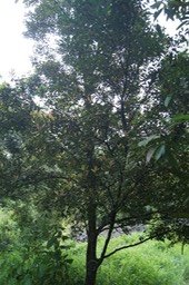 Petit Natte- Labourdonnaisia calophylloides