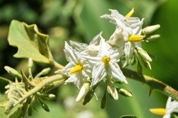 Solanum torvum - Solanacée - exo