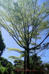 Terminalia ivorensis - Combrétacée - exo