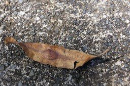 Terminalia ivorensis -Fruit ailé et allongé