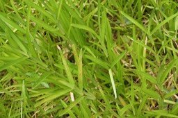Traînasse-Stenotaphrum dimidiatum- Poacée -
