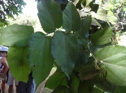 01 2 Guazuma ulmifolia Bibi jacot