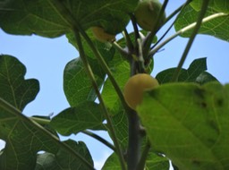 08 5 jatropha curcas Pion ou pignon d Inde Euphorbiacee Fruits DSC09601