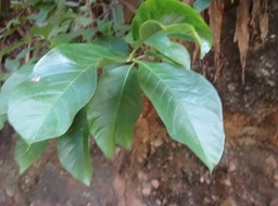 12 1 Vangueria madagascariensis Rubiacee Vavangue DSC09588