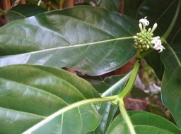 24 2 Morinda citrifolia Nomi Fleurs DSC09615