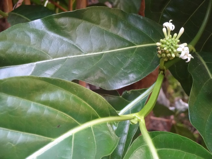 24 2 Morinda citrifolia Nomi Fleurs DSC09615