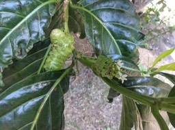 24 3 Morinda citrifolia Nomi Fleurs fruits DSC09617