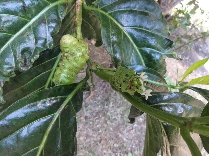 24 3 Morinda citrifolia Nomi Fleurs fruits DSC09617