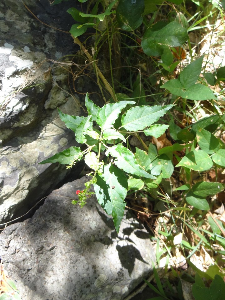 43 Solanum americanum Brède Morel DSC09650