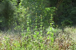 IMG_1909
