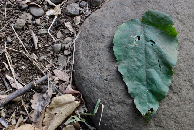 Feuille, Bibi jacquot - Guazuma ulmifolia - Malvaceae