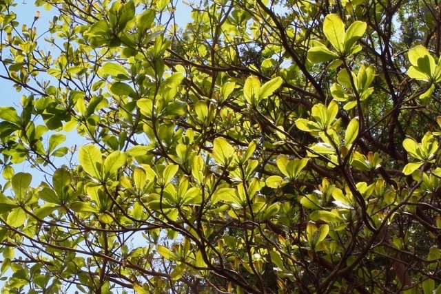 feuilles de Badamier