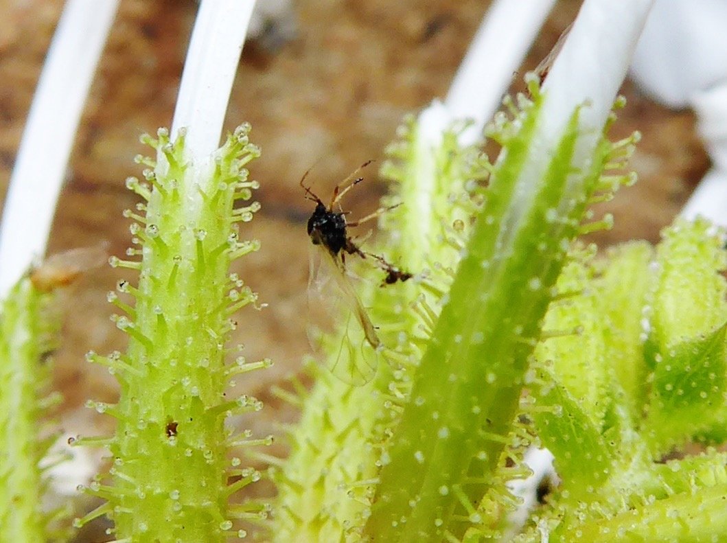 insecte capturé par Plubago zeylanica