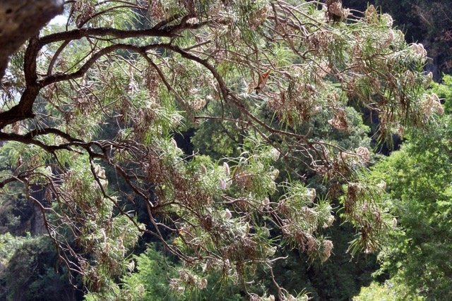 Monarrhenus salicifolius