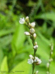 Persicaria punctata P1440511