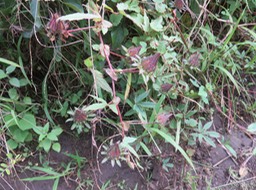 IMG_0002