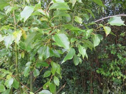 IMG_0005