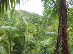 IMG_0009