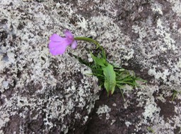 IMG_0026