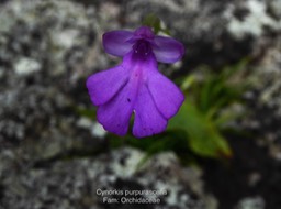 P1010922