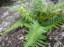 P1010966