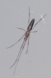 Tetragnatha nitens femelle
