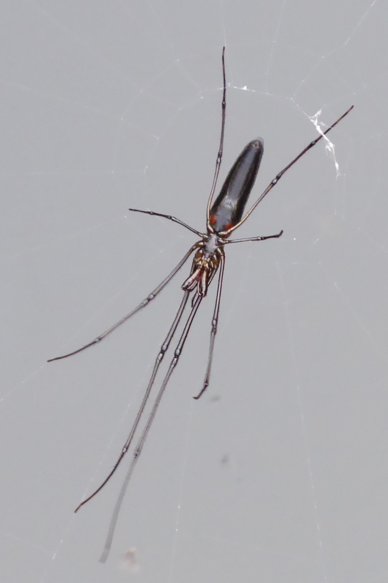 Tetragnatha nitens femelle
