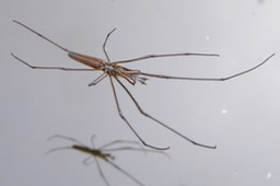 Tetragnatha nitens mâle