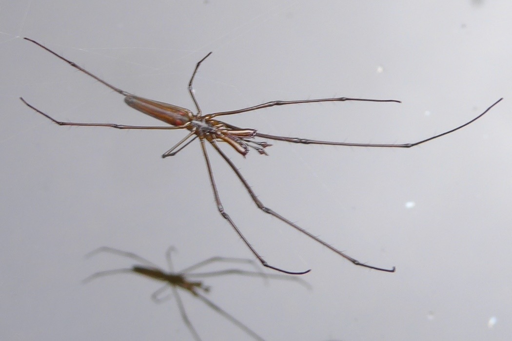 Tetragnatha nitens mâle