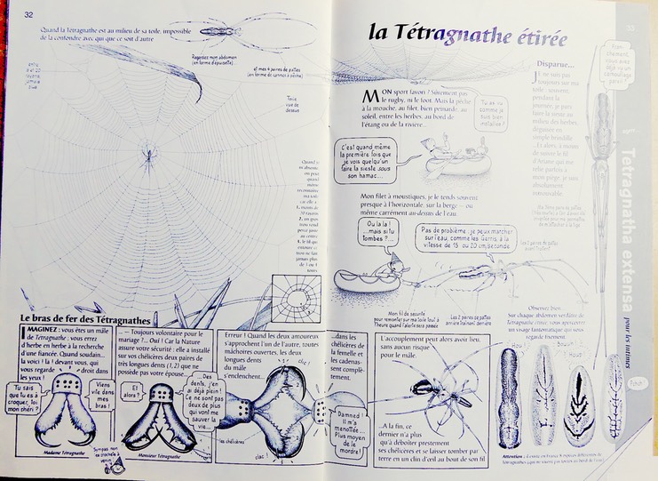 Tetragnathe étirée copy