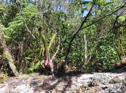 11 ??? Bulbophyllum cylindrocarpum