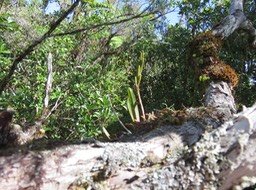 12 Haut de Bulbophyllum cylindrocarpum