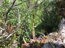 13 Bulbophyllum cylindrocarpum